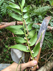 Dendrobium campbellii
