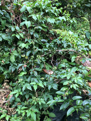Causonis japonica