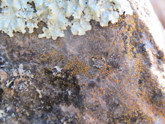 Polycauliona bolacina