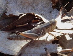 Phoetaliotes nebrascensis