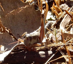 Phoetaliotes nebrascensis