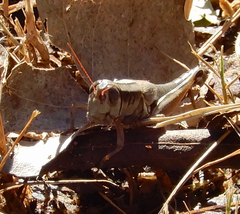 Phoetaliotes nebrascensis