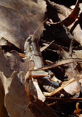 Phoetaliotes nebrascensis