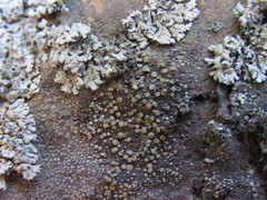 Lecanora laxa