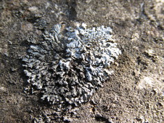 Phaeophyscia ciliata