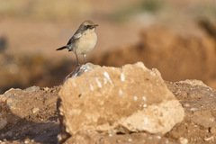 Red-Rumped Wheatear photo 1