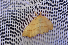 Falcaria lacertinaria