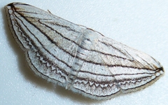 Scopula opicata