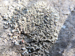 Phaeophyscia ciliata