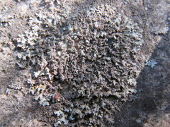 Phaeophyscia ciliata