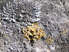 Phaeophyscia ciliata