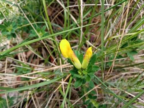 Big-flowered broom (Cytisus lotoides)