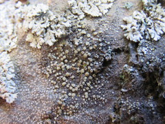 Lecanora laxa