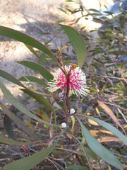Hakea petiolaris