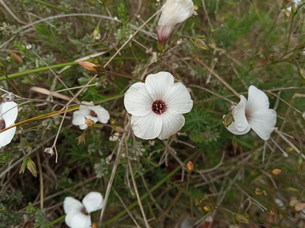 Linum milletii (Linum milletii)