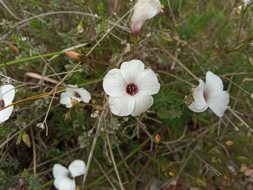 Linum milletii (Linum milletii)