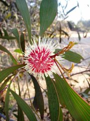 Hakea petiolaris