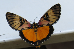Andrhippuris caudaequina