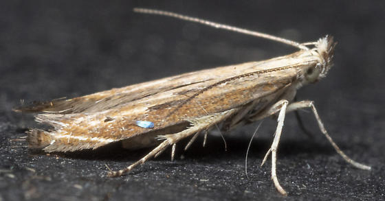 Isophrictis anteliella