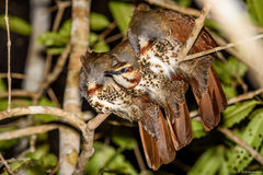 Mesitornis variegatus