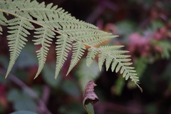 Macrothelypteris torresiana