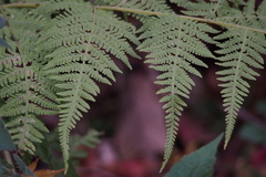 Macrothelypteris torresiana