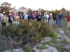 Banksia hookeriana