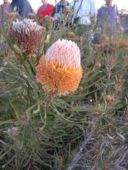 Banksia hookeriana
