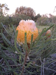 Banksia hookeriana