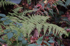 Macrothelypteris torresiana