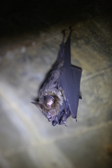 Hipposideros armiger terasensis