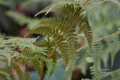 Macrothelypteris torresiana