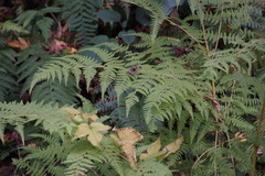 Macrothelypteris torresiana