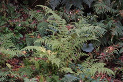 Macrothelypteris torresiana