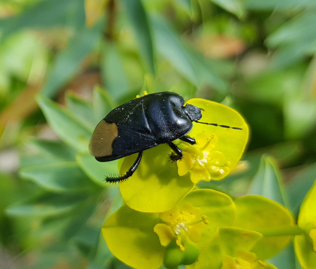 Cydnus