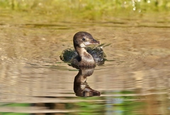Microcarbo niger