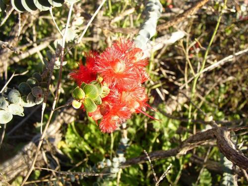 Image of Verticordia grandis by (c) Tony Rebelo, some rights reserved (CC BY-SA)