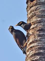 Acridotheres tristis