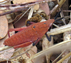 Pyrgomorphidae