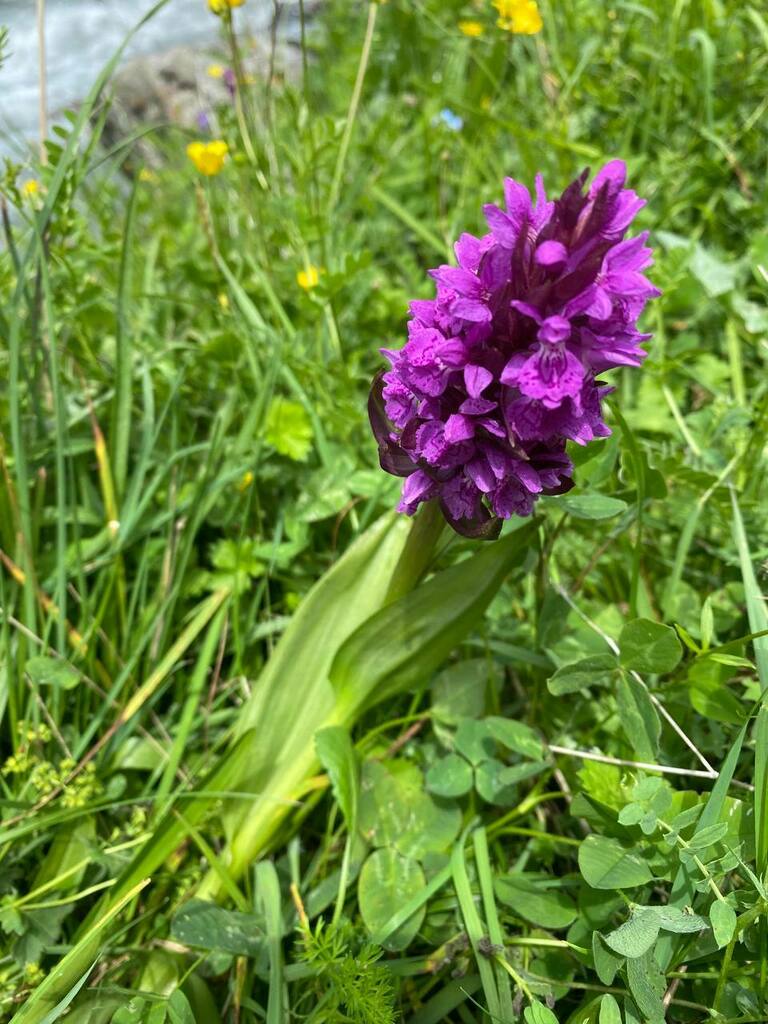 Dactylorhiza salina