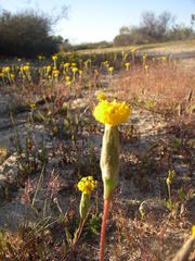 Podotheca gnaphalioides