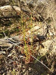 Drosera porrecta