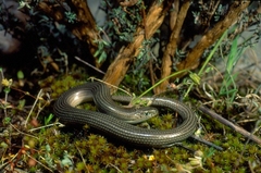 Chalcides striatus