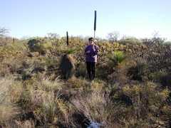 Xanthorrhoea drummondii