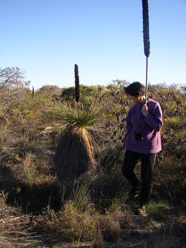Image of Xanthorrhoea drummondii by (c) Tony Rebelo, some rights reserved (CC BY-SA)