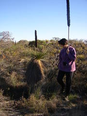 Xanthorrhoea drummondii
