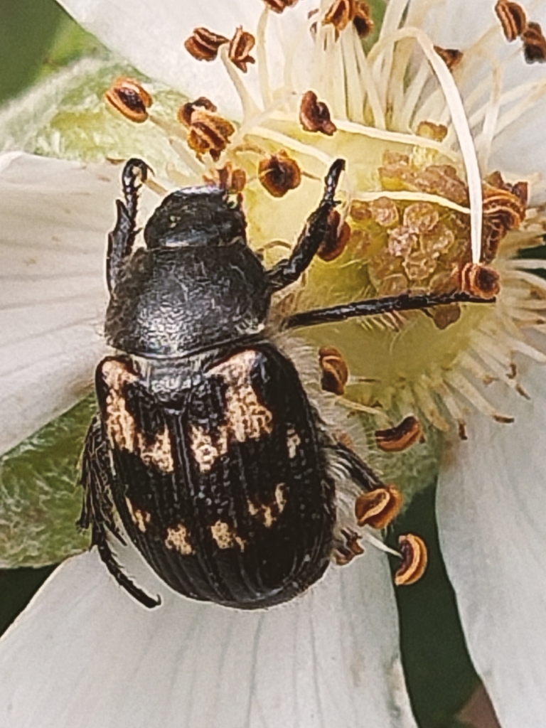 Exomala campestris
