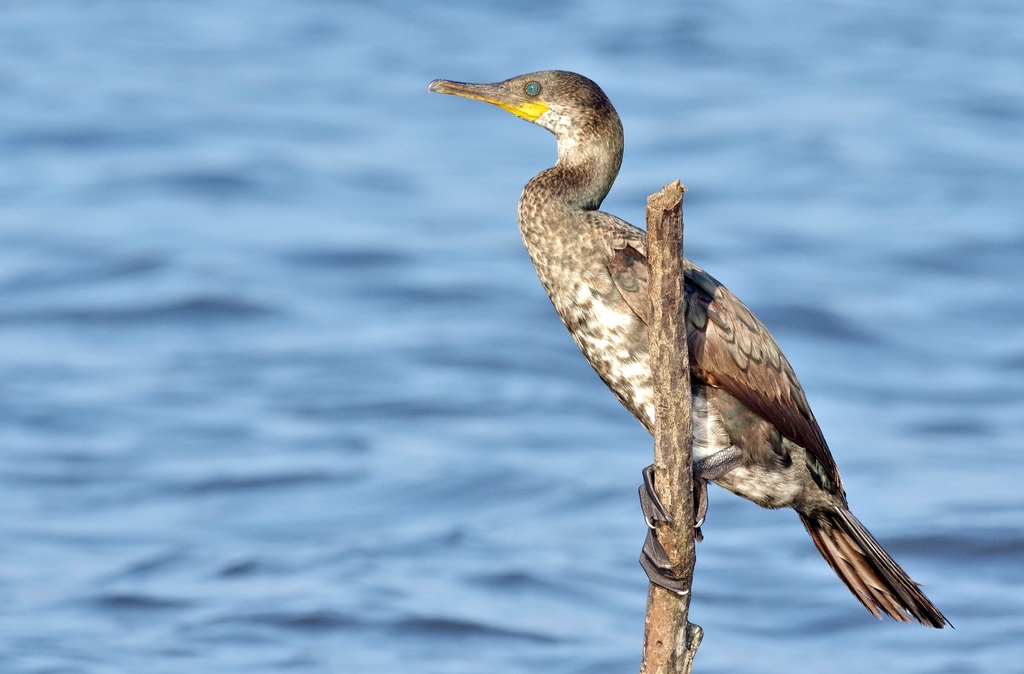 Indian Cormorant