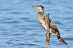 Phalacrocorax fuscicollis
