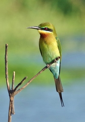 Merops philippinus